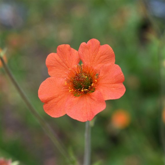 Geum Totally Tangerine Perennial Plant 2L Pot - Set of 3
