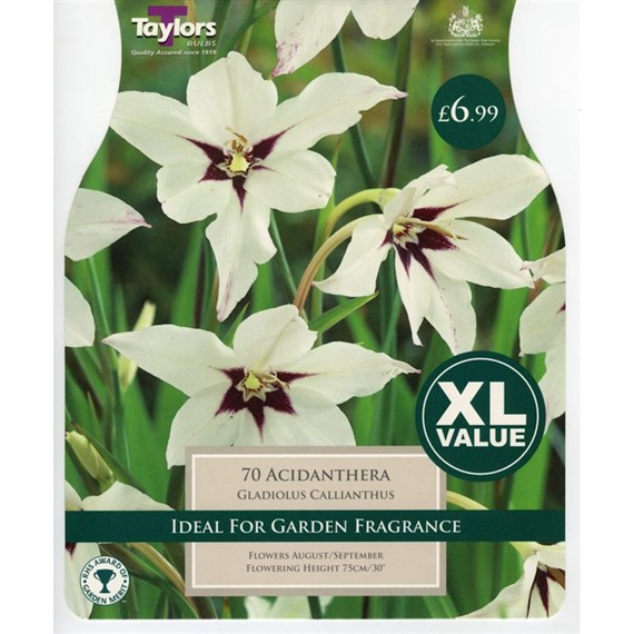 Taylors Bulbs Gladiolus Callianthus (Acidanthera) (70 Pack) (XL566)