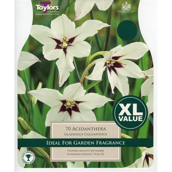 Taylors Bulbs Gladiolus Callianthus (Acidanthera) (60 Pack) (XL566)