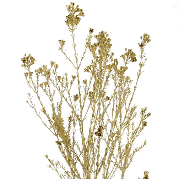 Gold Sprayed Wax Flower  (x5 Individual Stems)