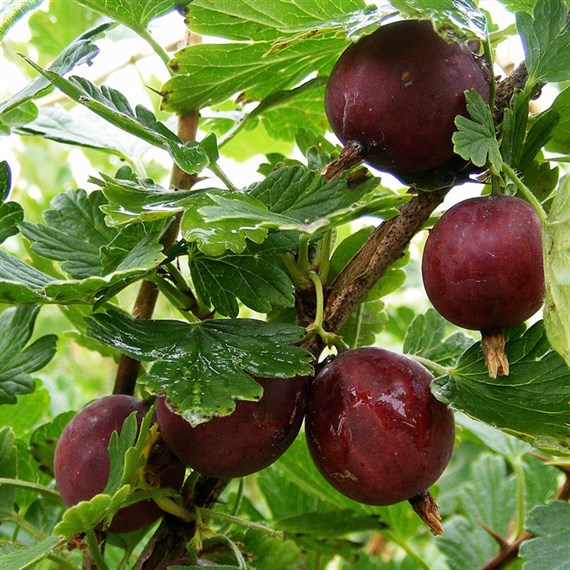 Gooseberry Ribes uva-crispa Hinnonmaki Red 3L Pot
