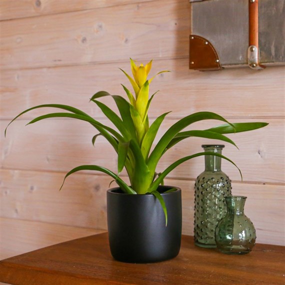 Guzmania Yellow Houseplant