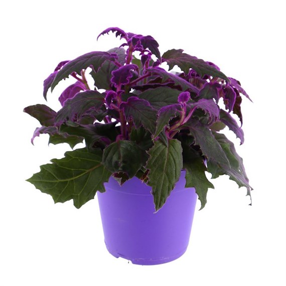 Gynura Houseplant Purple 12cm Pot
