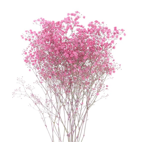 Gypsophilia Painted (x 5 Individual Stems) - Dark Pink