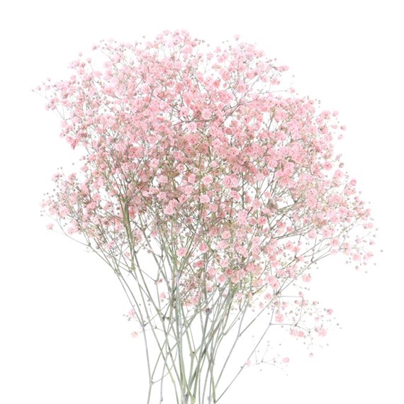 Gypsophilia Painted (x 5 Individual Stems) - Light Pink