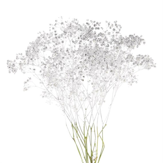 Gypsophilia Sprayed (x 5 Individual Stems) - Silver