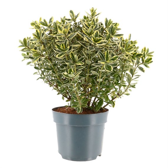 Hebe Addenda Variegata - 26cm Pot