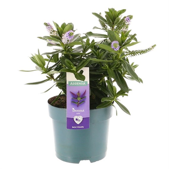 Hebe Blue - 5L Pot