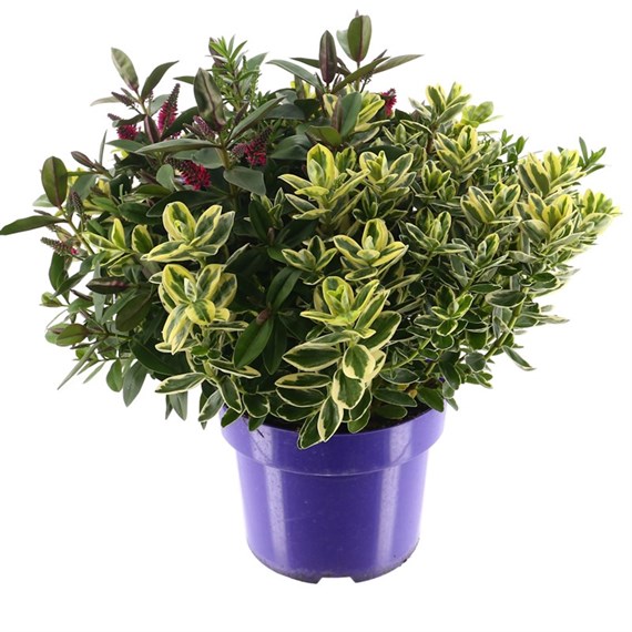 Hebe Planter Quattro - 4 varieties in 1 pot - in 5L Pot
