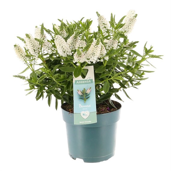 Hebe White - 5L Pot