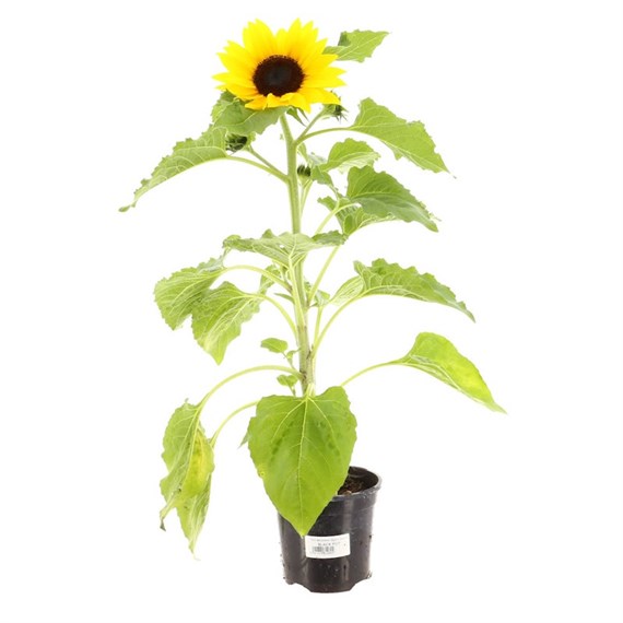 Helianthus Sunsation 13cm Pot Bedding