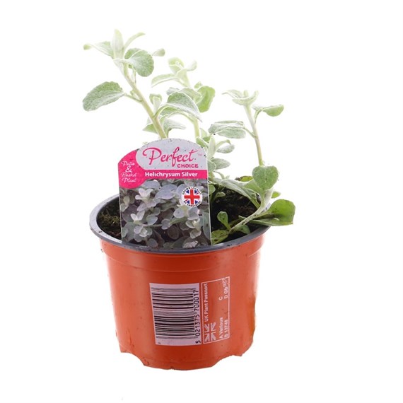 Helechrysum Silver 10.5cm Pot Bedding