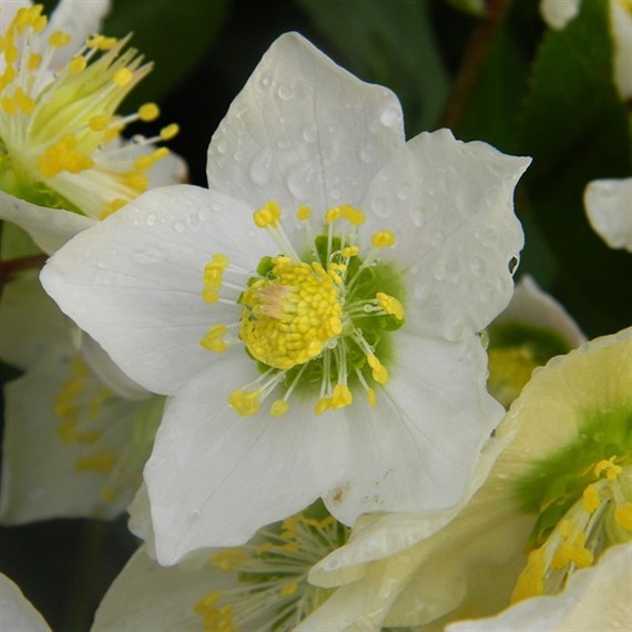 Helleborus Niger 9cm Pots - Christmas Rose - Set of 2