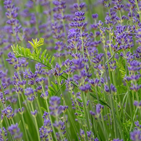 Herbs Plant 1L - Set of 4 - Lavender