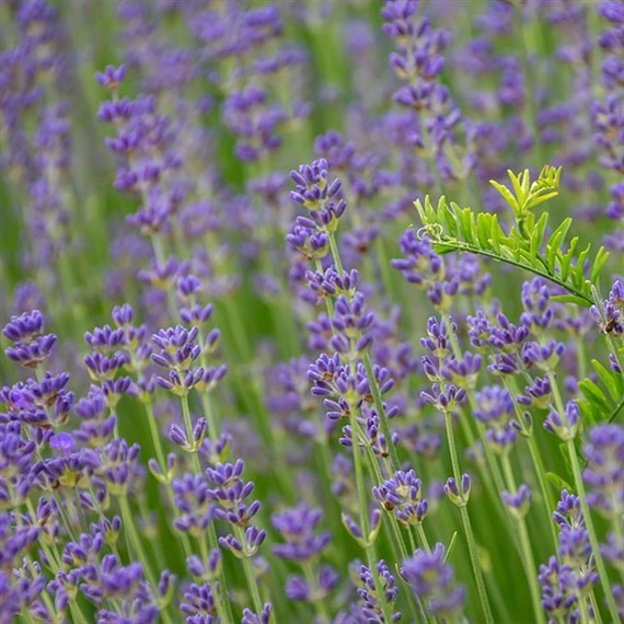 Herbs Plant 9cm - Set of 4 - Lavender