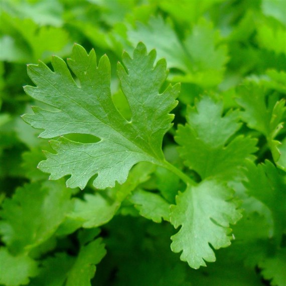 Herbs Plant 9cm - Set of 4 - Parsley