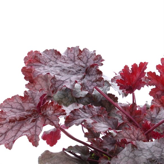 Heuchera Amethyst Mist 2L Pot Bedding
