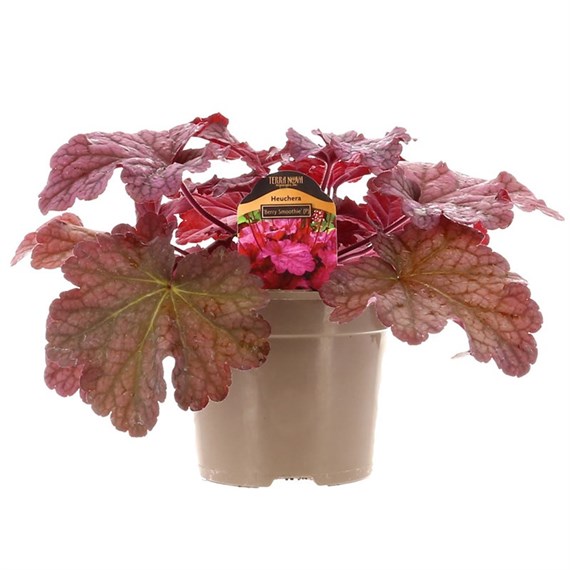 Heuchera Berry Smoothie 2L Pot Bedding 