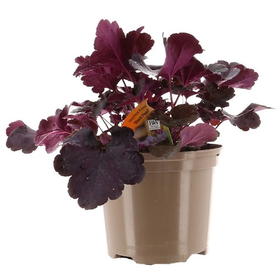 Heuchera Black Pearl 2L Pot Bedding