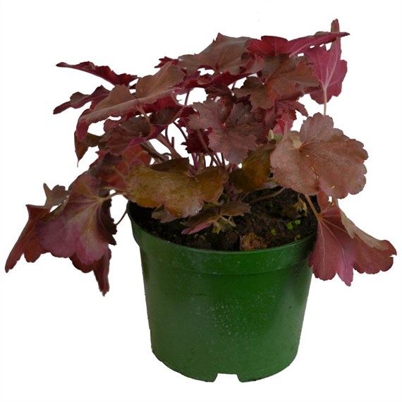 Heuchera Cherry Cola 2L Pot Bedding