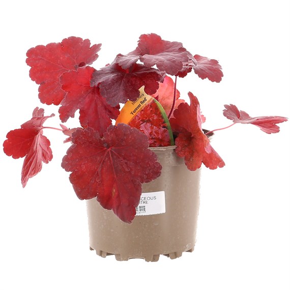 Heuchera Forever Red 2L Pot Bedding