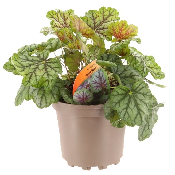 Heuchera Green Spice 2L Pot Bedding