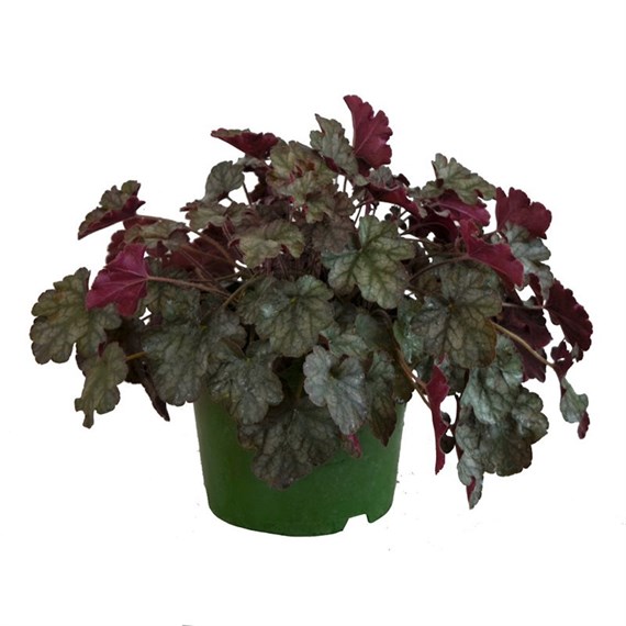 Heuchera Hollywood 2L Pot Bedding