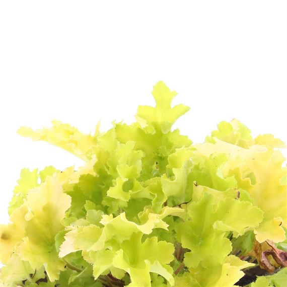 Heuchera Lime Marmalade 2L Pot Bedding