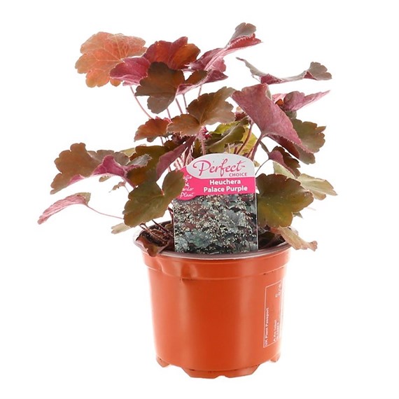 Heuchera Palace Purple 13cm Pot Bedding 