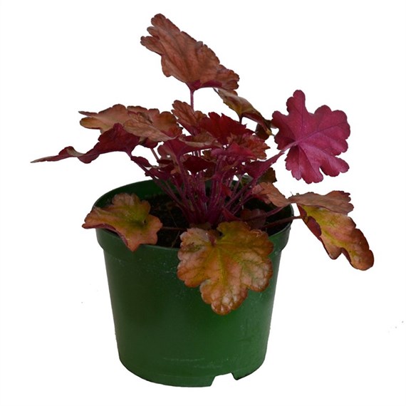 Heuchera Peach Flambe 2L Pot Bedding