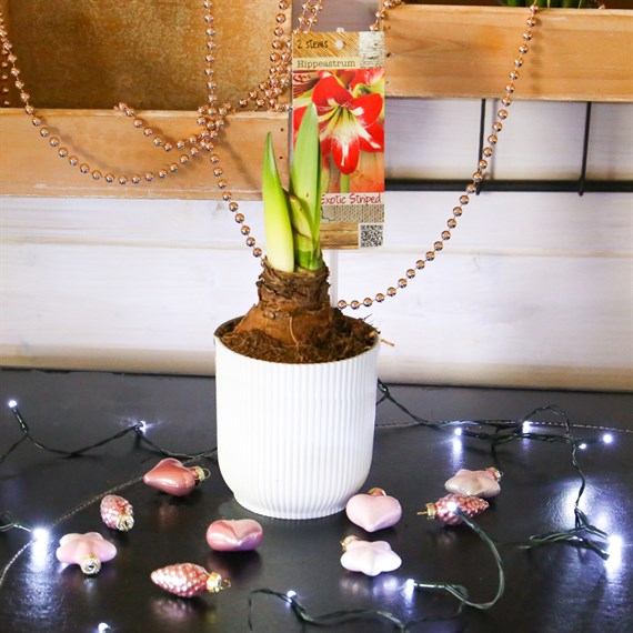 Hippeastrum Amaryllis Christmas Houseplant - Exotic Striped - 12cm pot