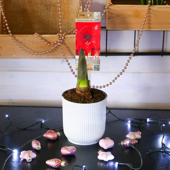 Hippeastrum Amaryllis Christmas Houseplant - Red - 12cm Pot