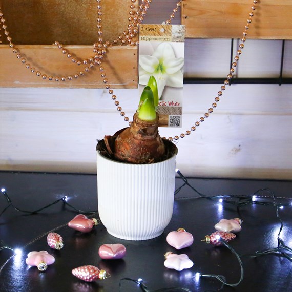 Hippeastrum Amaryllis Christmas Houseplant - White - 12cm pot