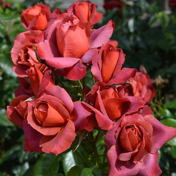 Hot Chocolate Floribunda Rose Bush 4L Pot