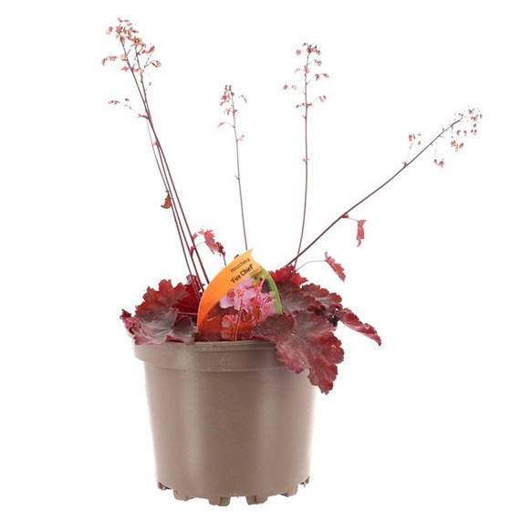 Heuchera Fire Chief 2L Pot Bedding
