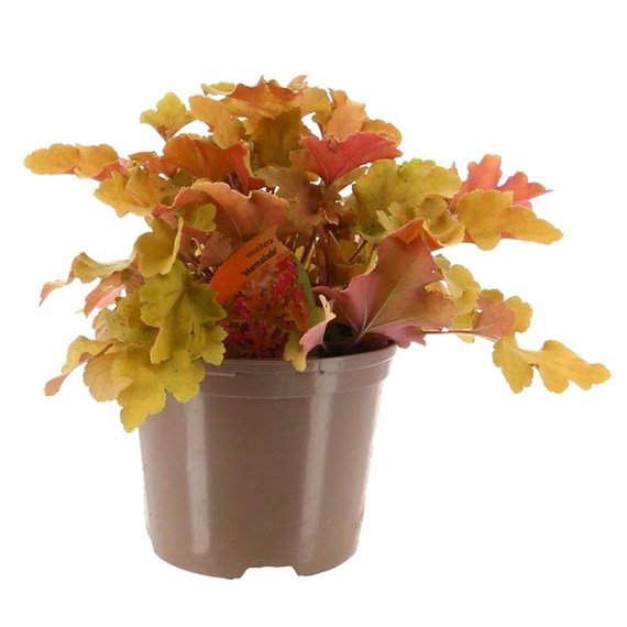 Heuchera Marmalade 2L Pot Bedding