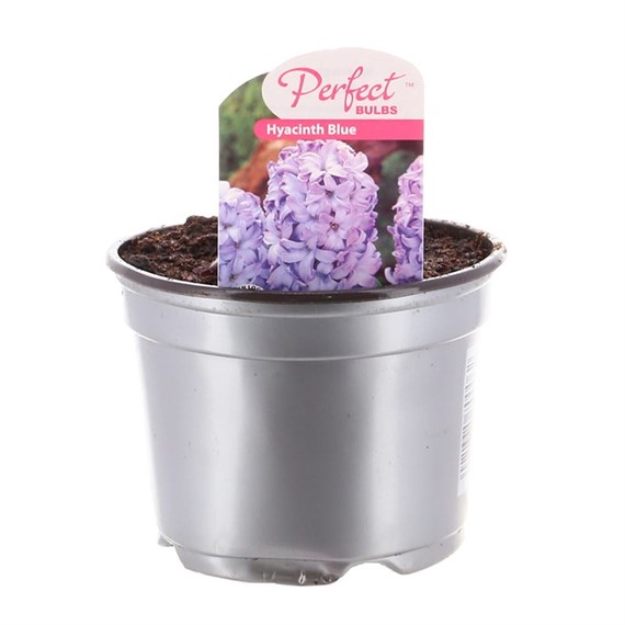Hyacinth Blue 10.5cm Pot Bedding Bulbs