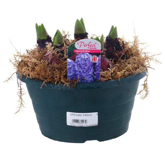 Hyacinth Blue 20cm Bowl Arrangement Planted Pot Bedding Bulbs