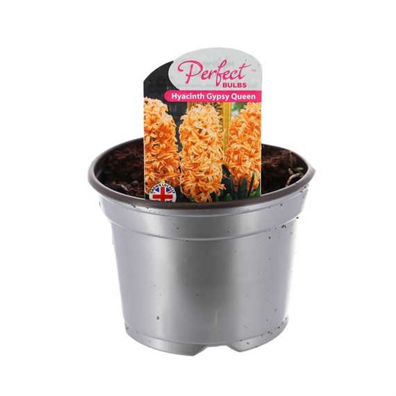 Hyacinth Gypsy Queen 10.5cm Pot Bedding Bulbs