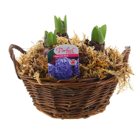 Hyacinth Small Round Wicker Planted Bulb Basket