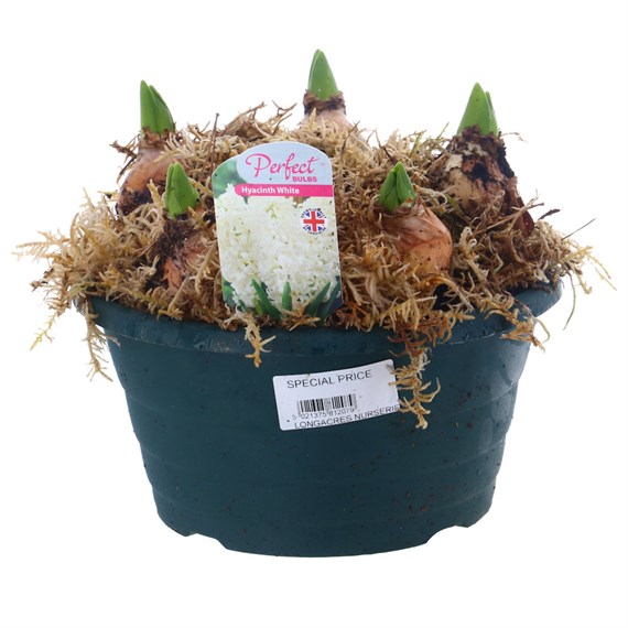 Hyacinth White 20cm Bowl Arrangement Planted Pot Bedding Bulbs