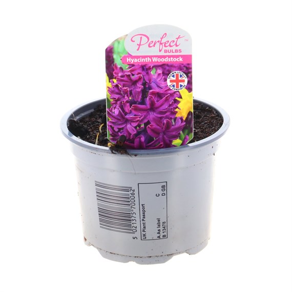 Hyacinth Woodstock 10.5cm Pot Bedding Bulbs