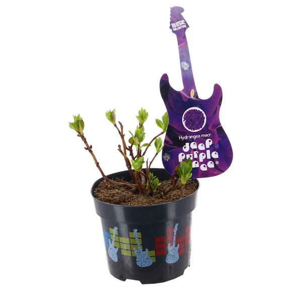 Hydrangea Mac. Deep Purple Dance - 2L Pot