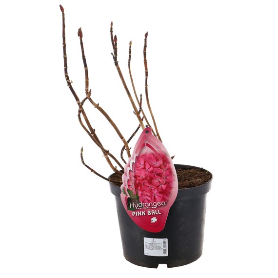 Hydrangea Macrophylla - Pink Ball - 23cm Pot