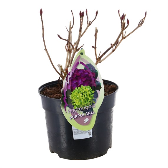 Hydrangea Macrophylla - Purple Ball - 23cm Pot
