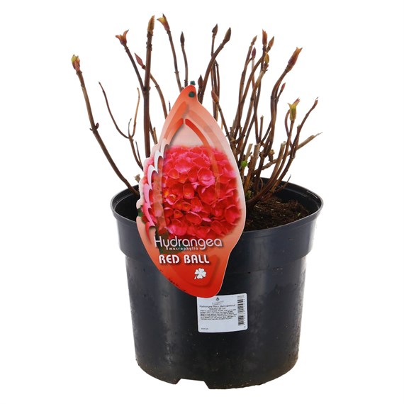 Hydrangea Macrophylla - Red Ball - 23cm Pot