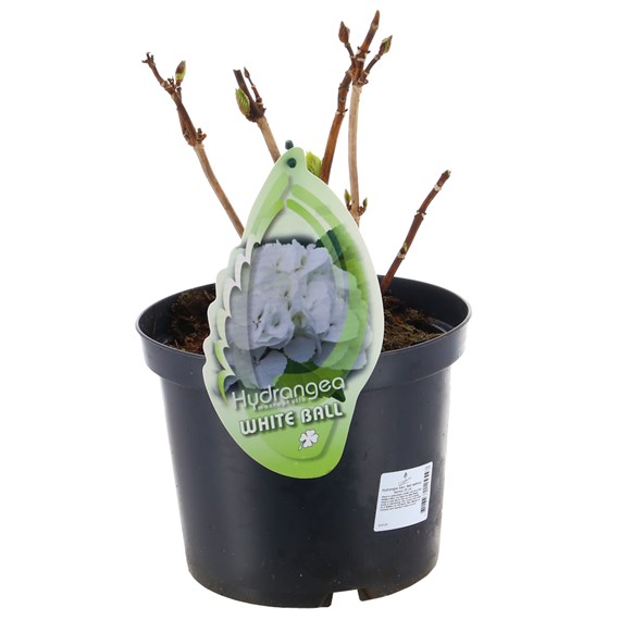 Hydrangea Macrophylla - White Ball - 23cm Pot
