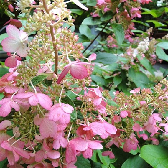 Hydrangea Pan. Pinkie Winky - 3L Pot
