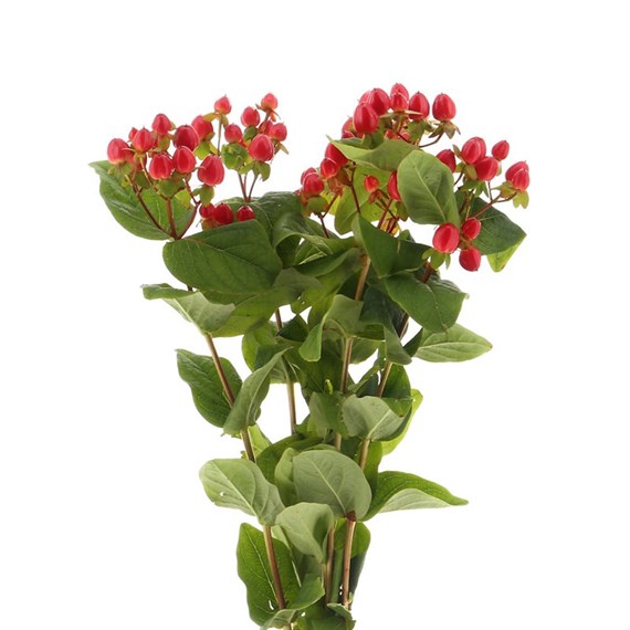 Hypericum Berries (x 5 Individual Stems) - Red