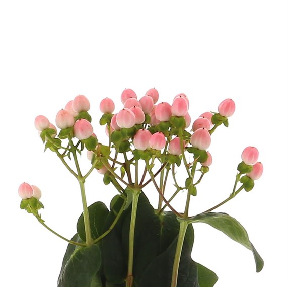 Hypericum Berries (x 5 Individual Stems) - Pink